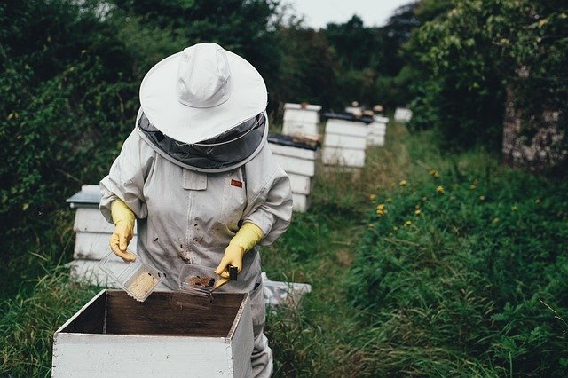 apiary, bee, bee farm, beehive, beeswax, garden, harvest, honey, honeycomb, lid, outdoors, nature, people, protective gear, summer, vegetation, bee keeper, world bee day