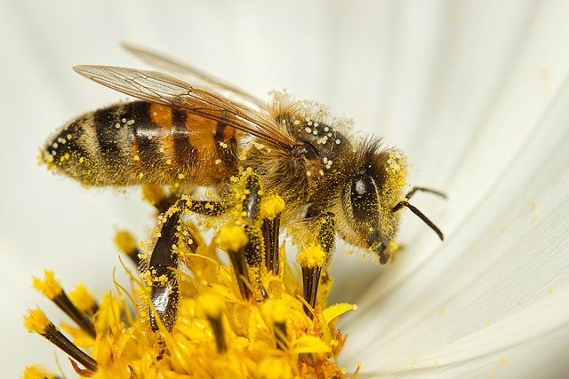 bee, honey bee, insect, fauna, bloom, pollen, pollination, close up, macro, world bee day, bee, bee, bee, bee, bee